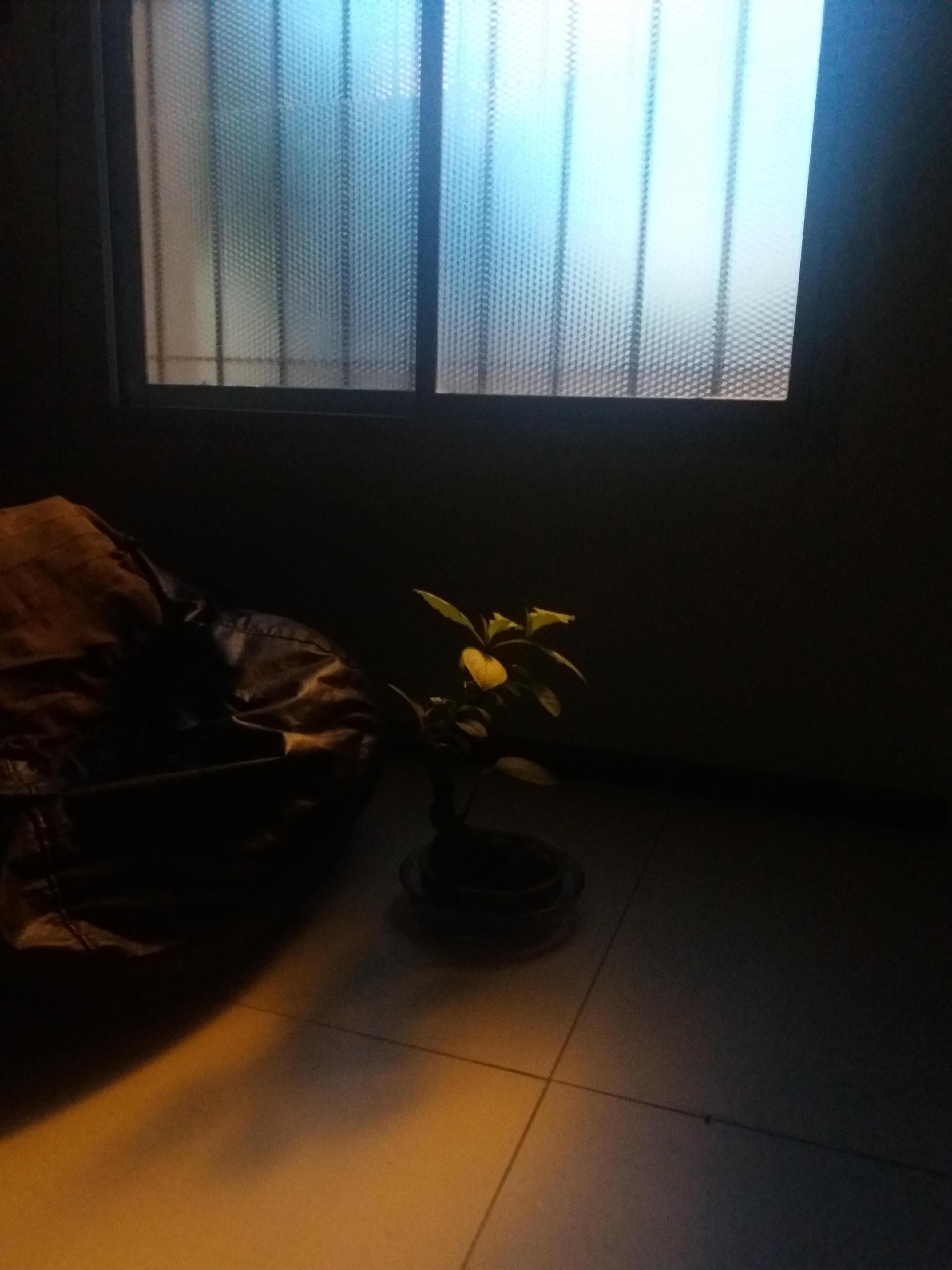 bonsai molohome
